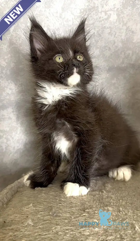 Zidane Maine Coon polydactyl male black with white live animals