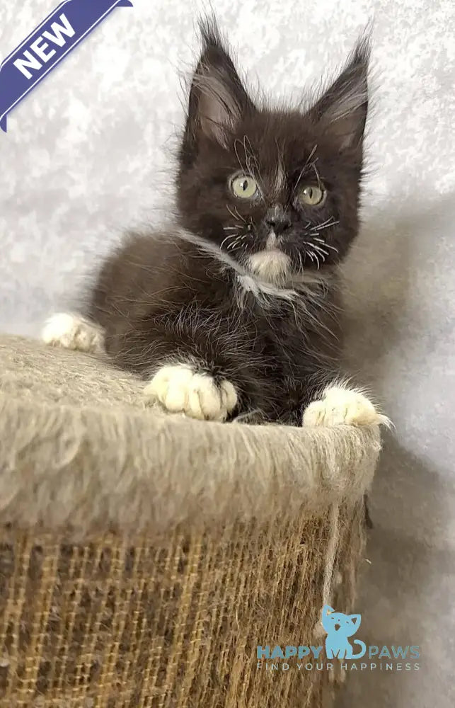 Zidane Maine Coon polydactyl male black with white live animals