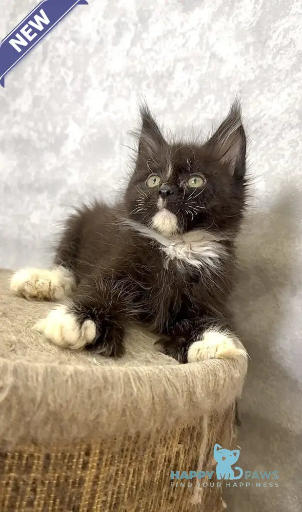 Zidane Maine Coon polydactyl male black with white live animals