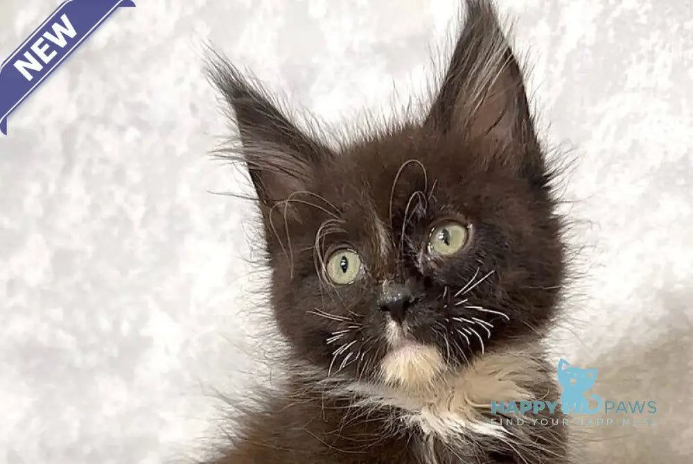 Zidane Maine Coon polydactyl male black with white live animals