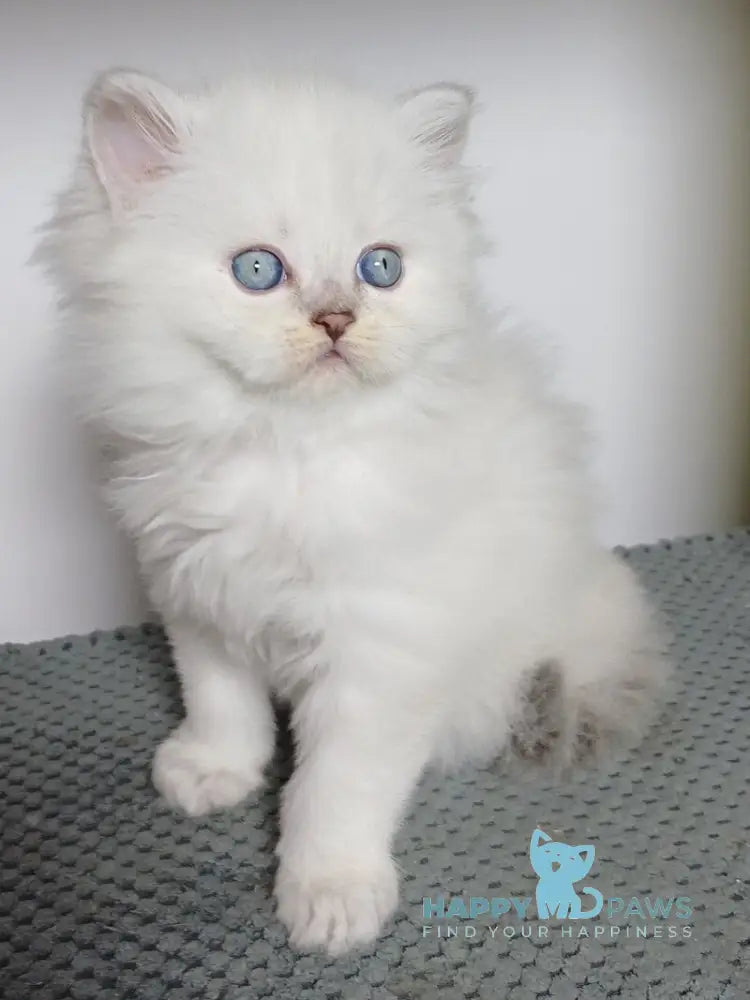 Zidane Scottish Straight male blue silver tabby pointed live animals