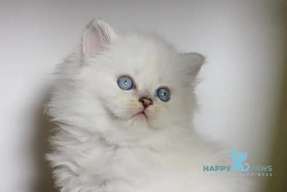 Zidane Scottish Straight male blue silver tabby pointed live animals