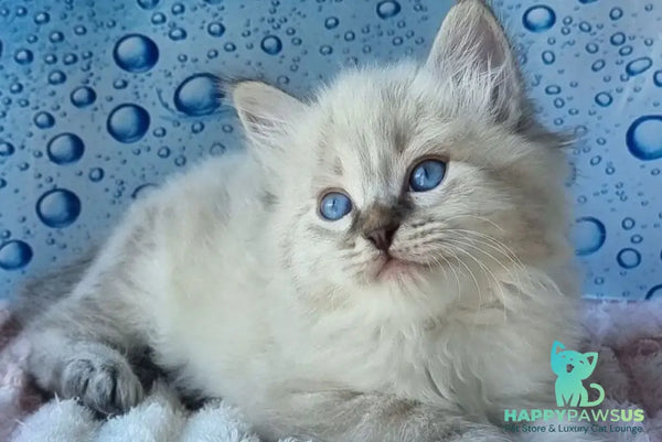 Zigfryd Siberian male seal tabby pointed - live animals