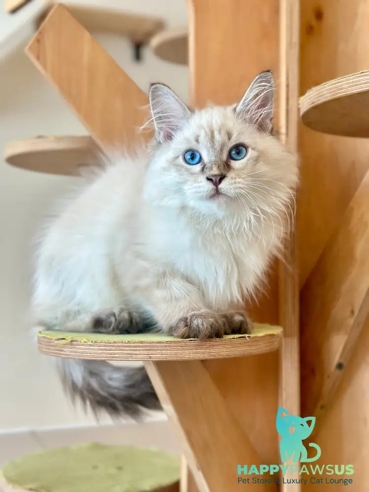 Zigfryd Siberian male seal tabby pointed - live animals