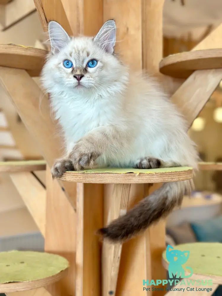 Zigfryd Siberian male seal tabby pointed - live animals