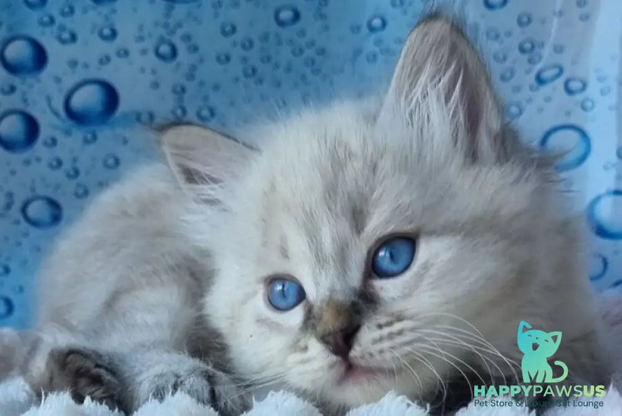 Zigfryd Siberian male seal tabby pointed - live animals