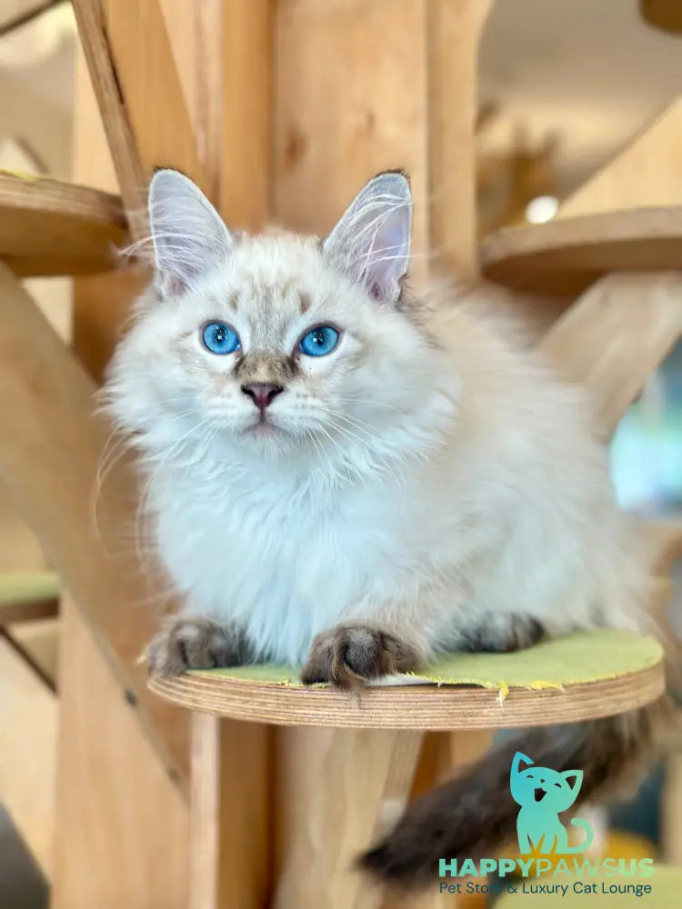 Zigfryd Siberian male seal tabby pointed - live animals