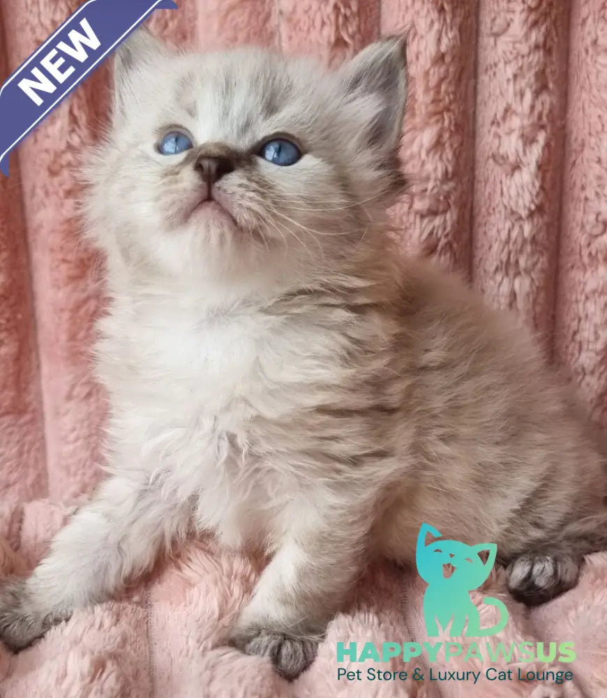 Zigfryd Siberian male seal tabby pointed - live animals