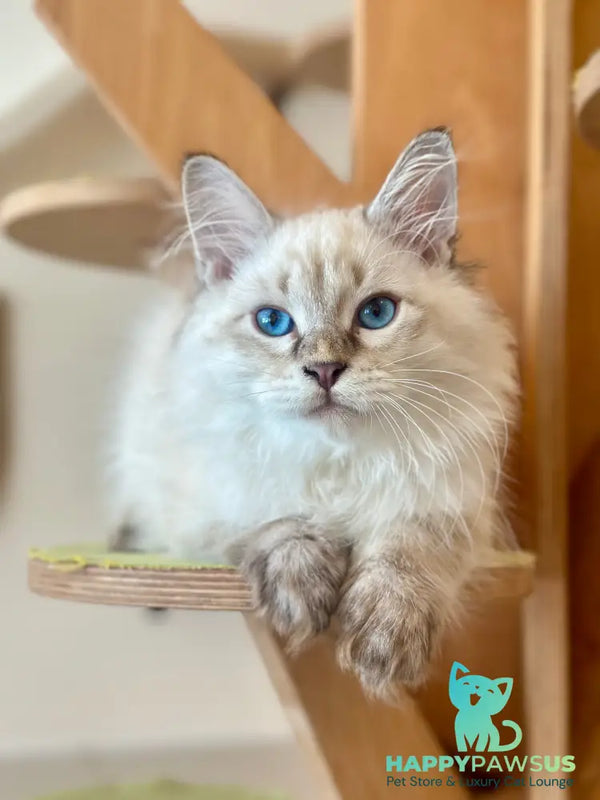 Zigfryd Siberian male seal tabby pointed - live animals