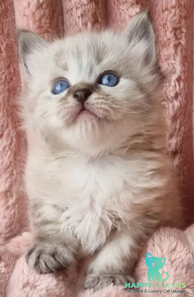 Zigfryd Siberian male seal tabby pointed - live animals
