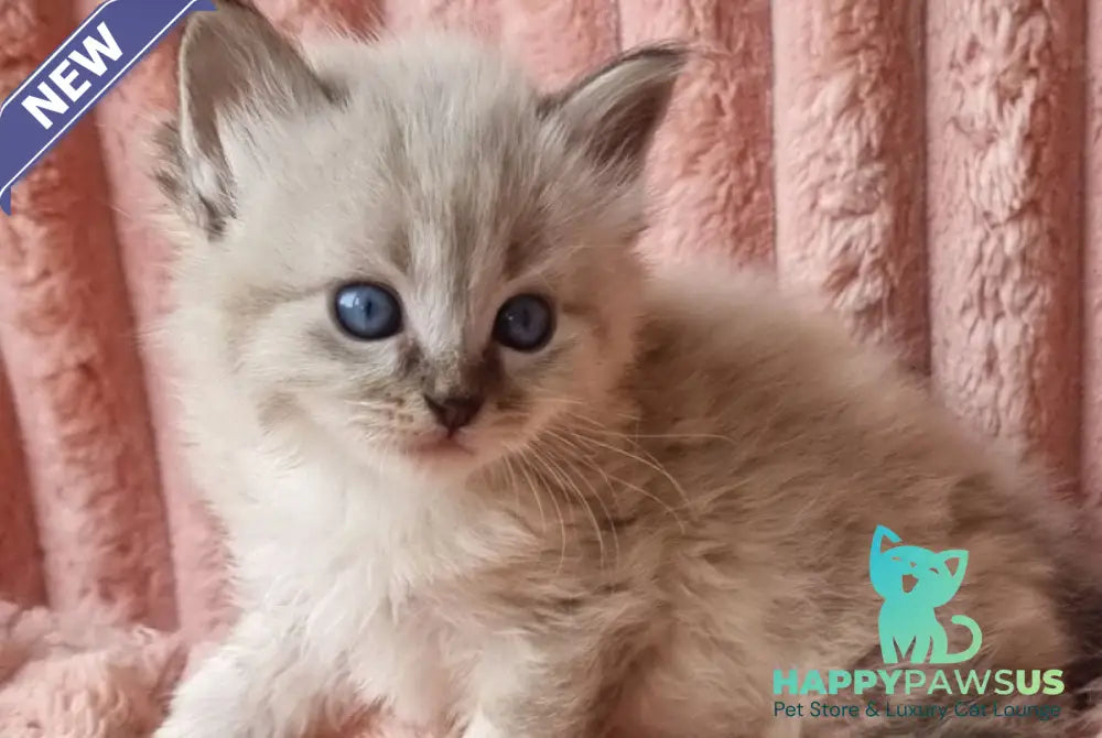 Zigfryd Siberian male seal tabby pointed - live animals
