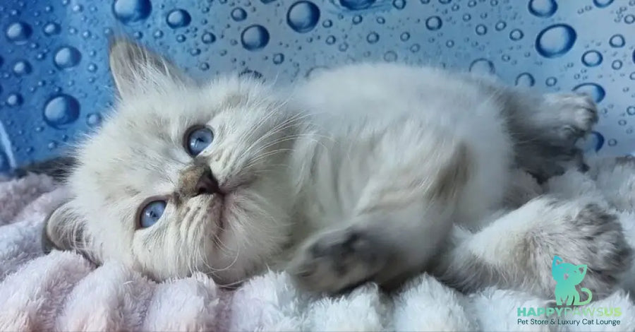 Zigfryd Siberian male seal tabby pointed - live animals