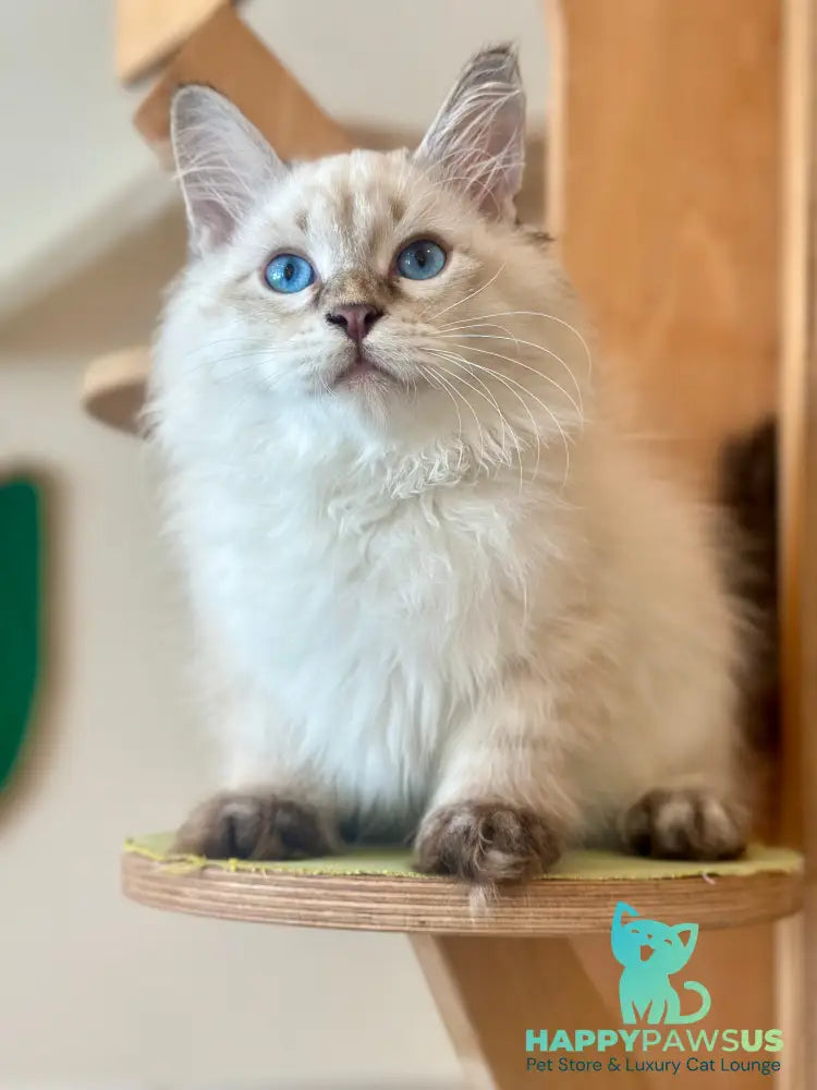 Zigfryd Siberian male seal tabby pointed - live animals