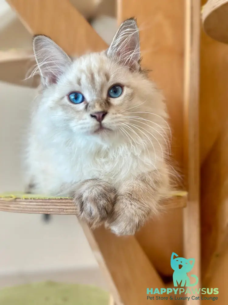 Zigfryd Siberian male seal tabby pointed - live animals