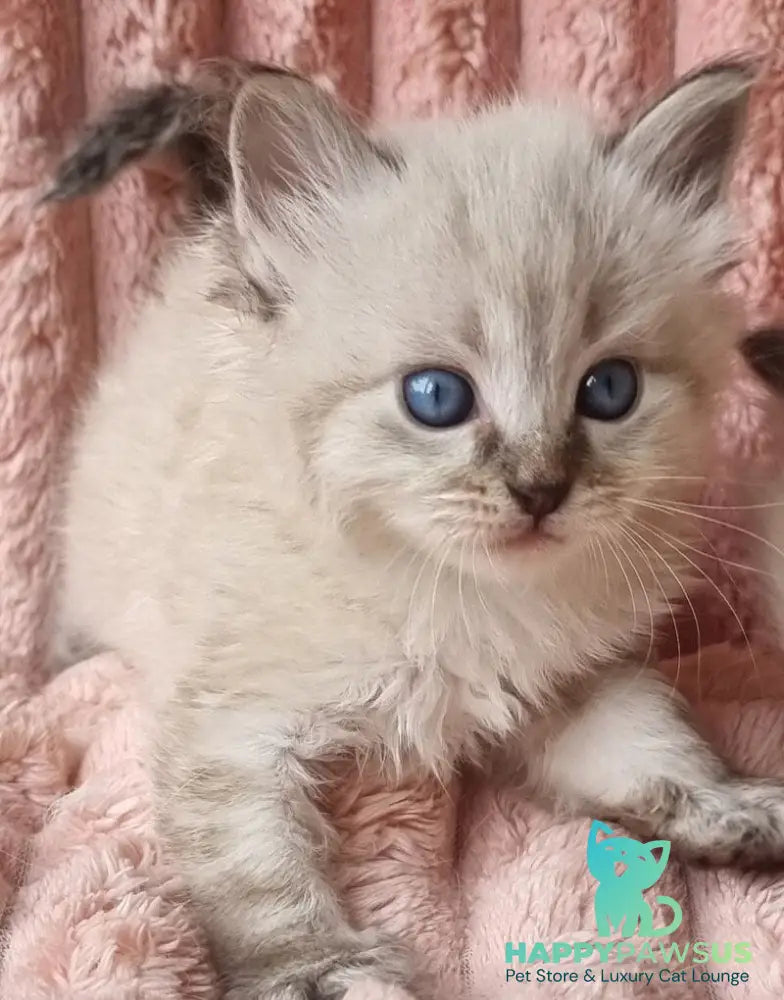 Zigfryd Siberian male seal tabby pointed - live animals