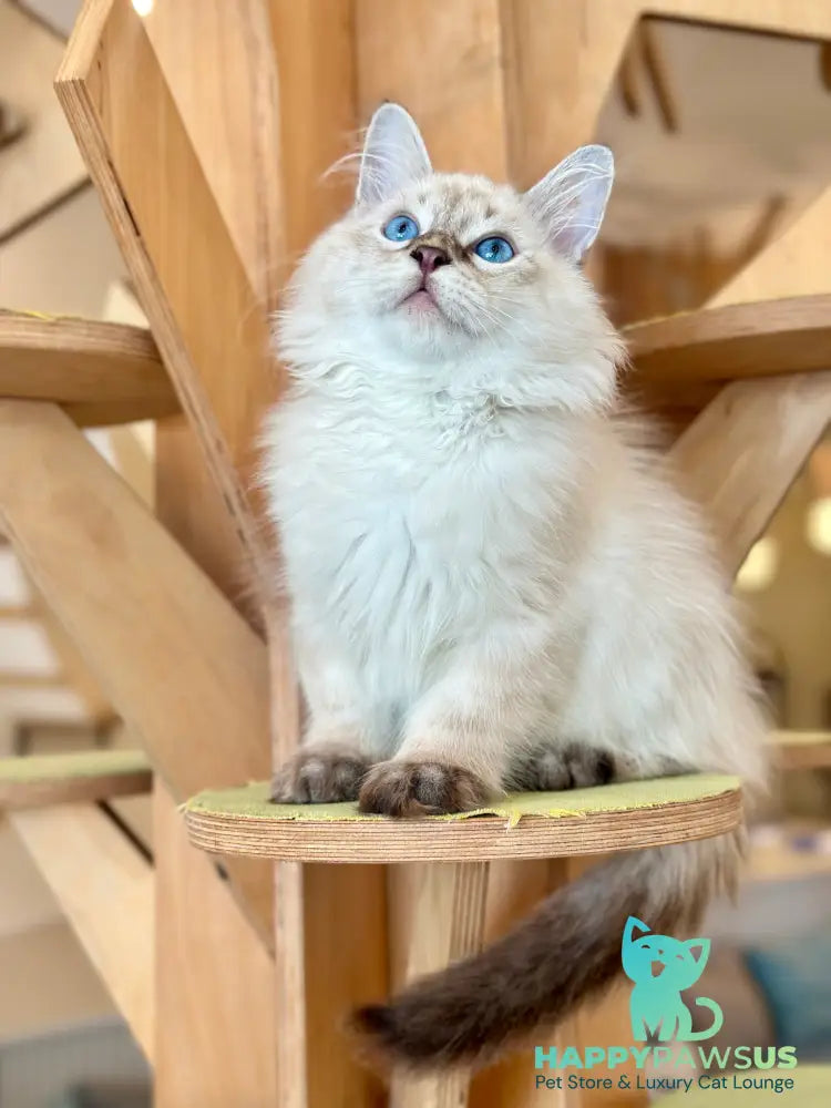 Zigfryd Siberian male seal tabby pointed - live animals