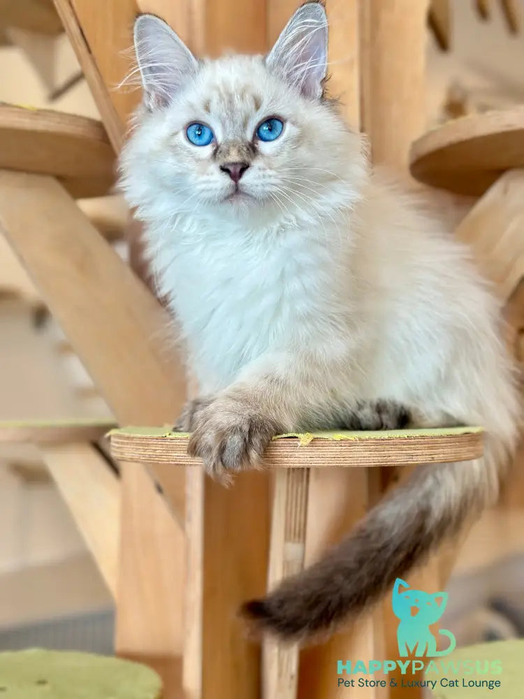 Zigfryd Siberian male seal tabby pointed - live animals