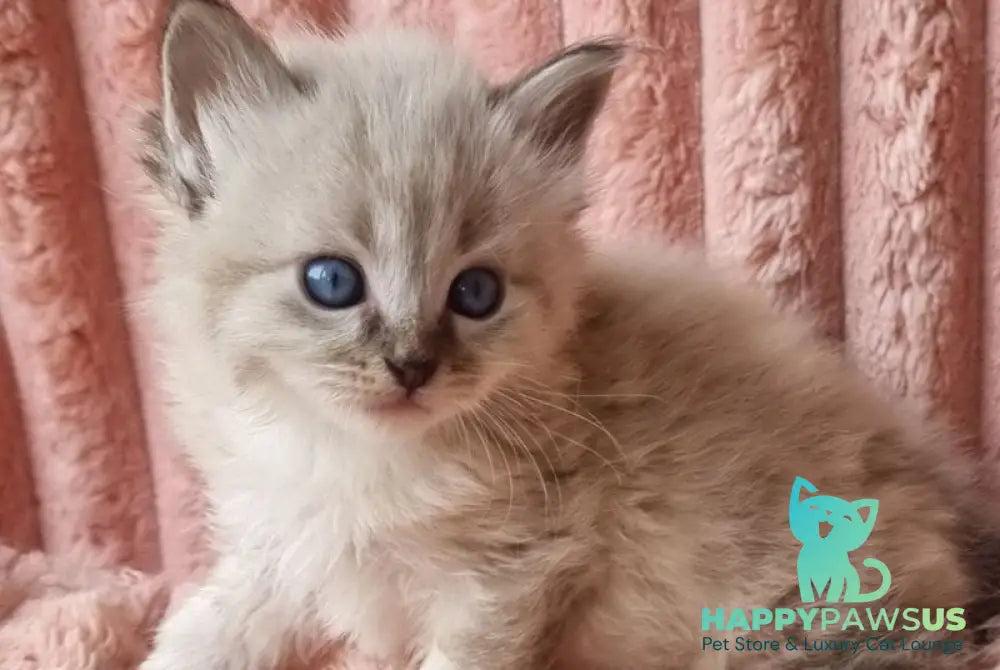 Zigfryd Siberian male seal tabby pointed - live animals