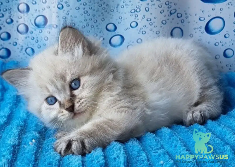 Zigfryd Siberian male seal tabby pointed - live animals