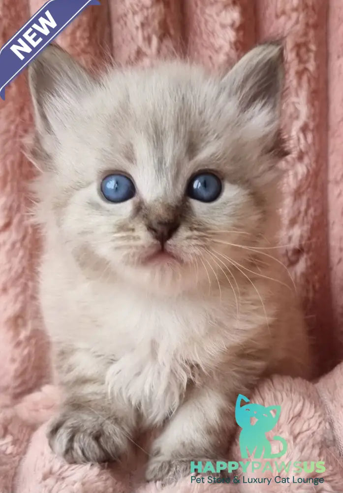 Zigfryd Siberian male seal tabby pointed - live animals