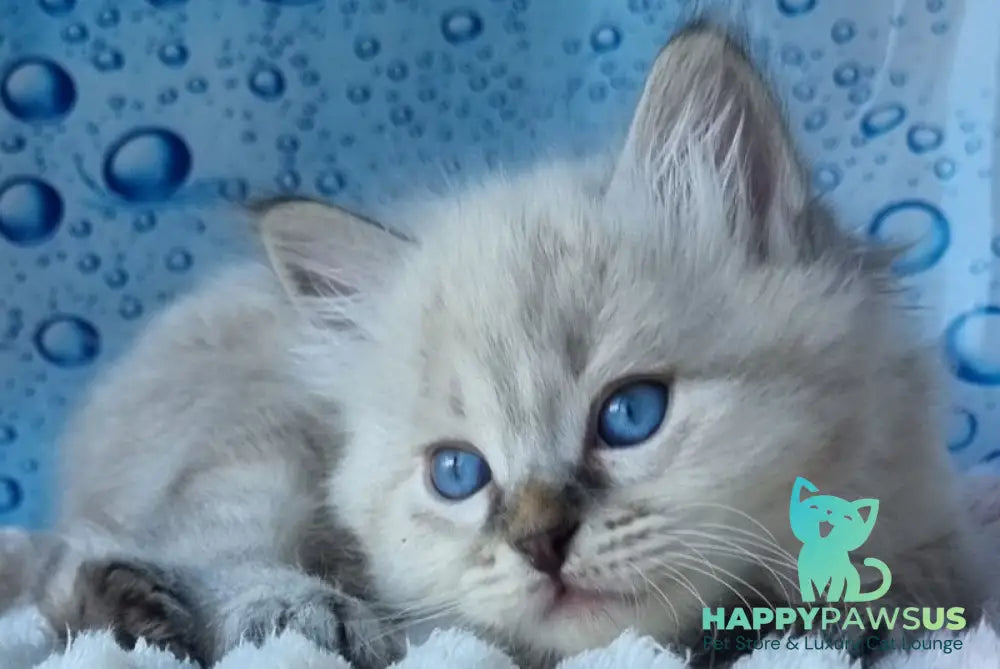 Zigfryd Siberian male seal tabby pointed - live animals