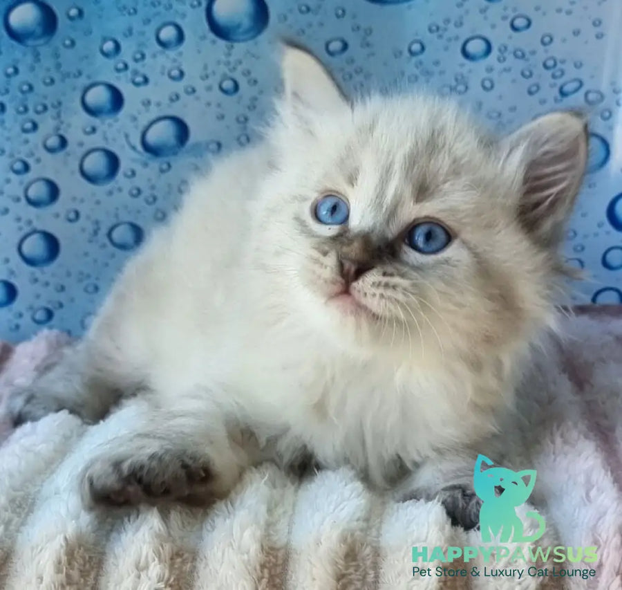 Zigfryd Siberian male seal tabby pointed - live animals