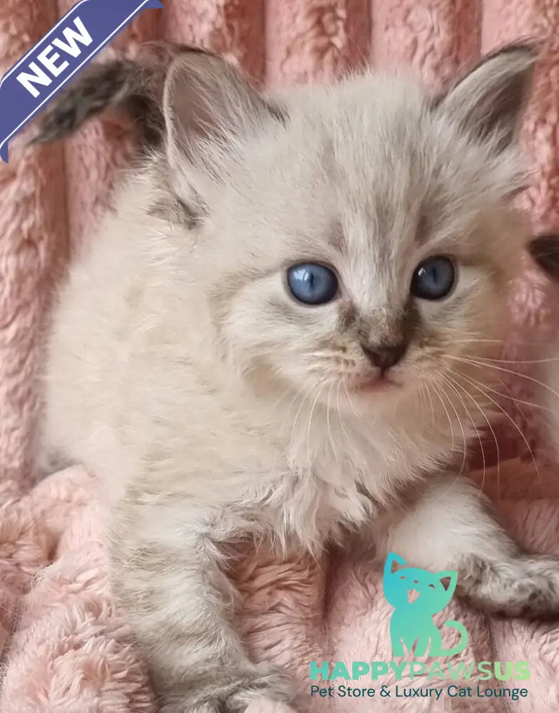Zigfryd Siberian male seal tabby pointed - live animals