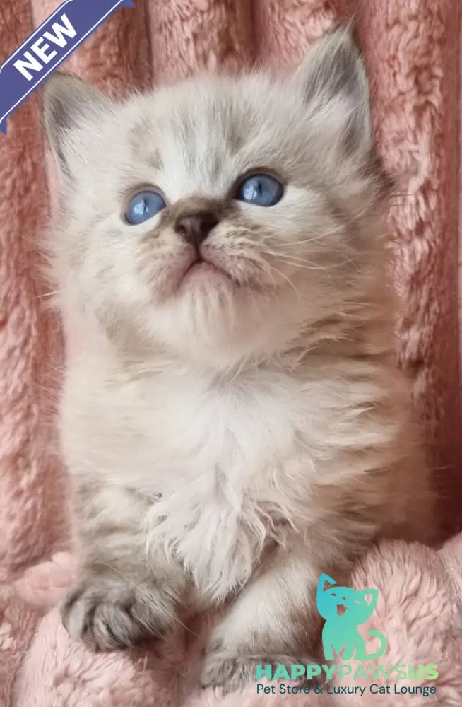 Zigfryd Siberian male seal tabby pointed - live animals