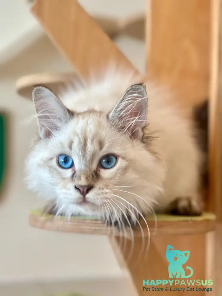 Zigfryd Siberian male seal tabby pointed - live animals