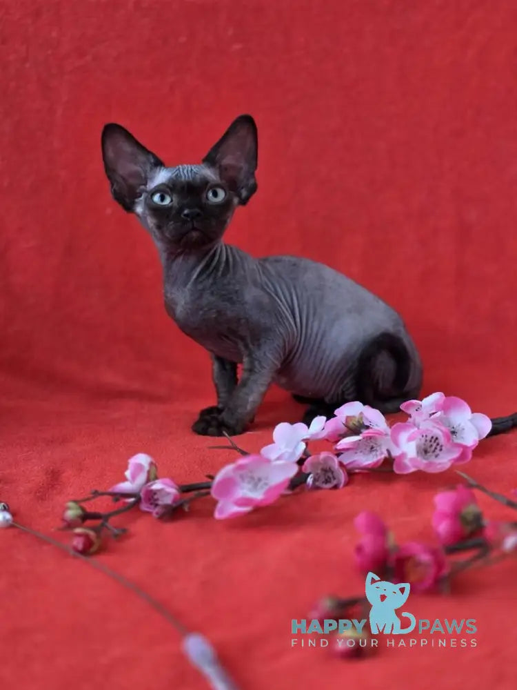 Ziggy Devon Rex male black live animals