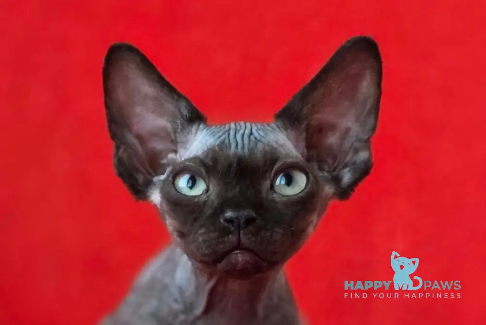 Ziggy Devon Rex male black live animals