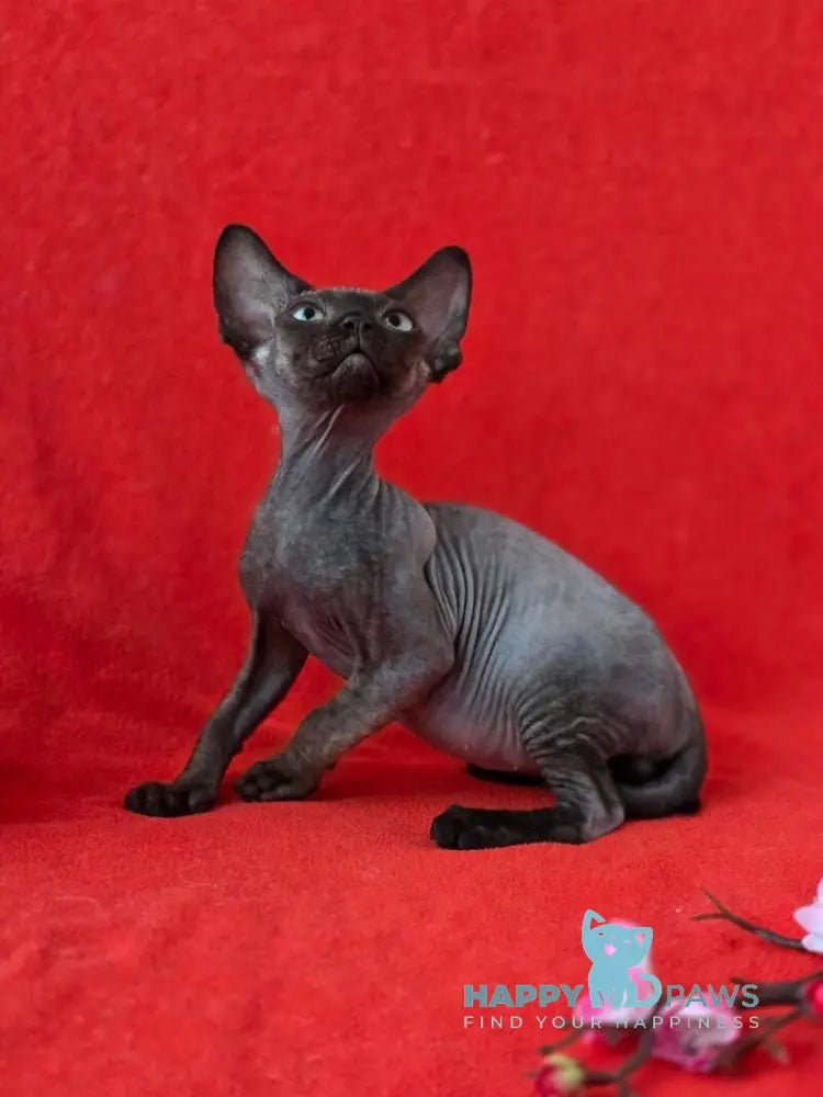 Ziggy Devon Rex male black live animals