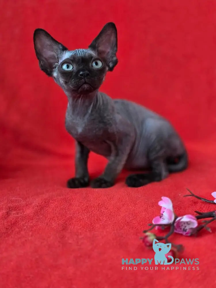 Ziggy Devon Rex male black live animals