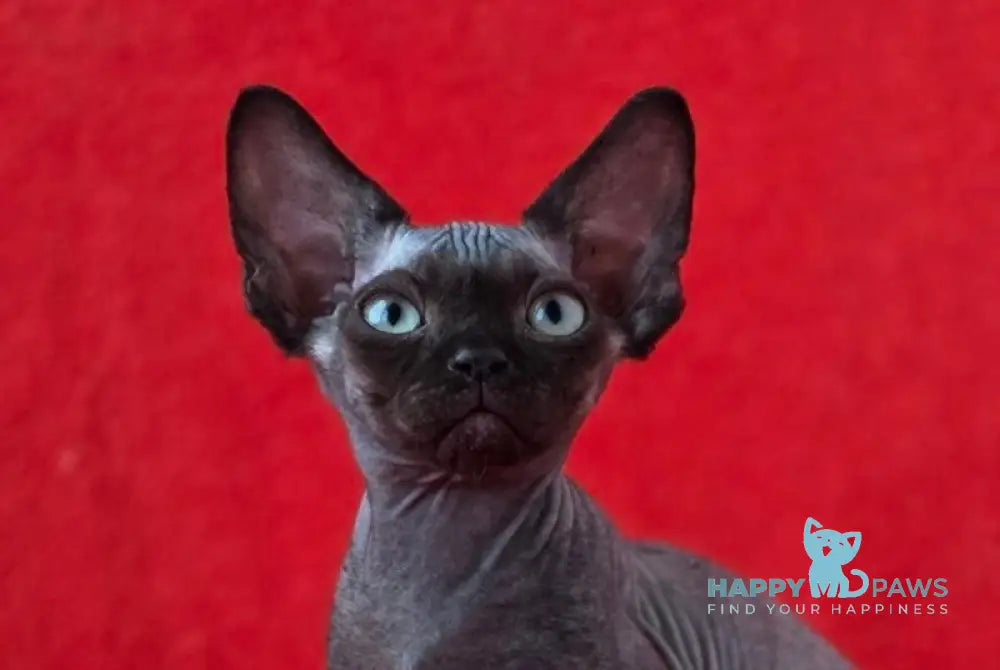 Ziggy Devon Rex male black live animals