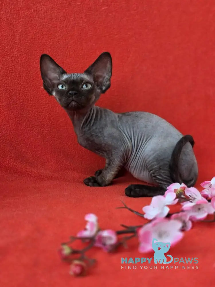 Ziggy Devon Rex male black live animals