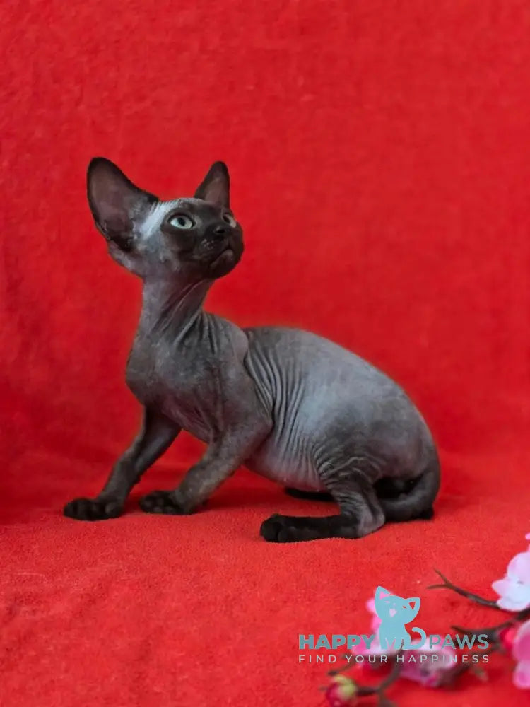 Ziggy Devon Rex male black live animals