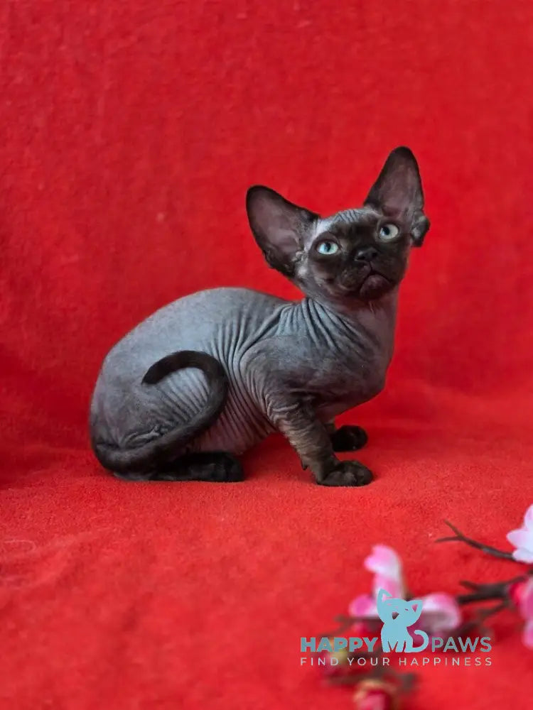 Ziggy Devon Rex male black live animals