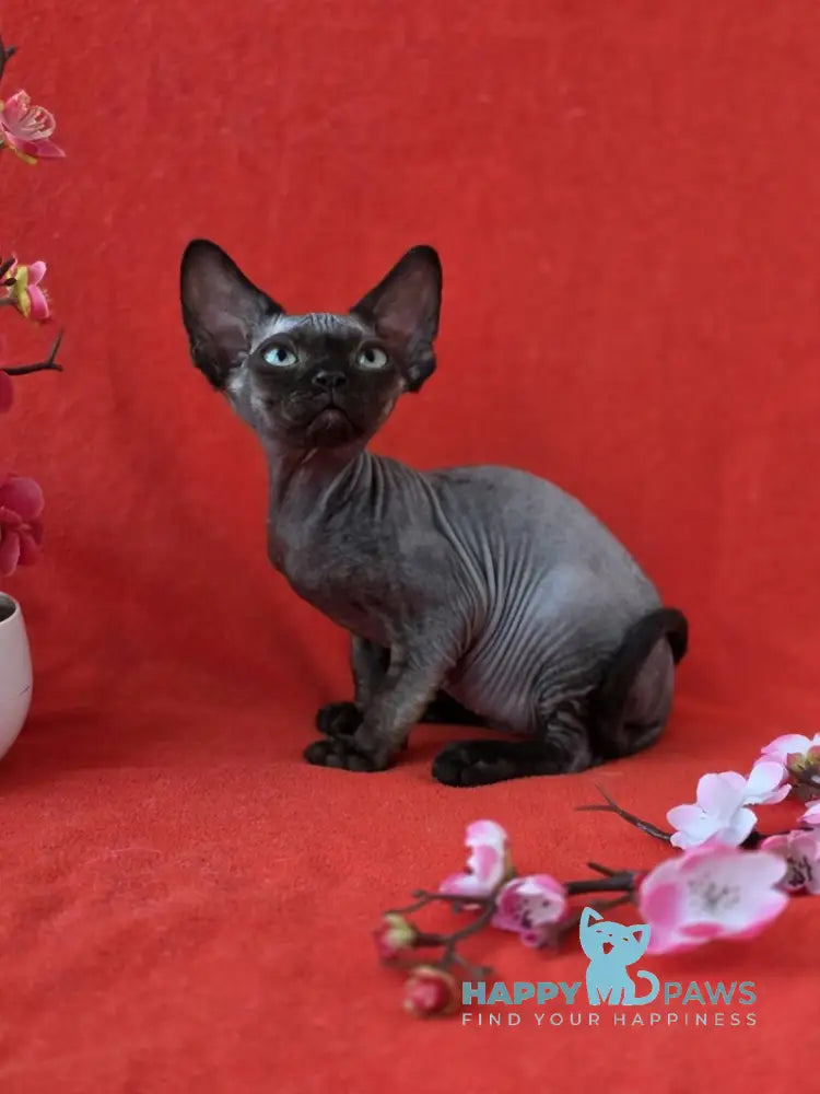 Ziggy Devon Rex male black live animals