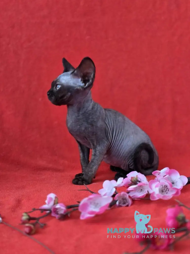 Ziggy Devon Rex male black live animals