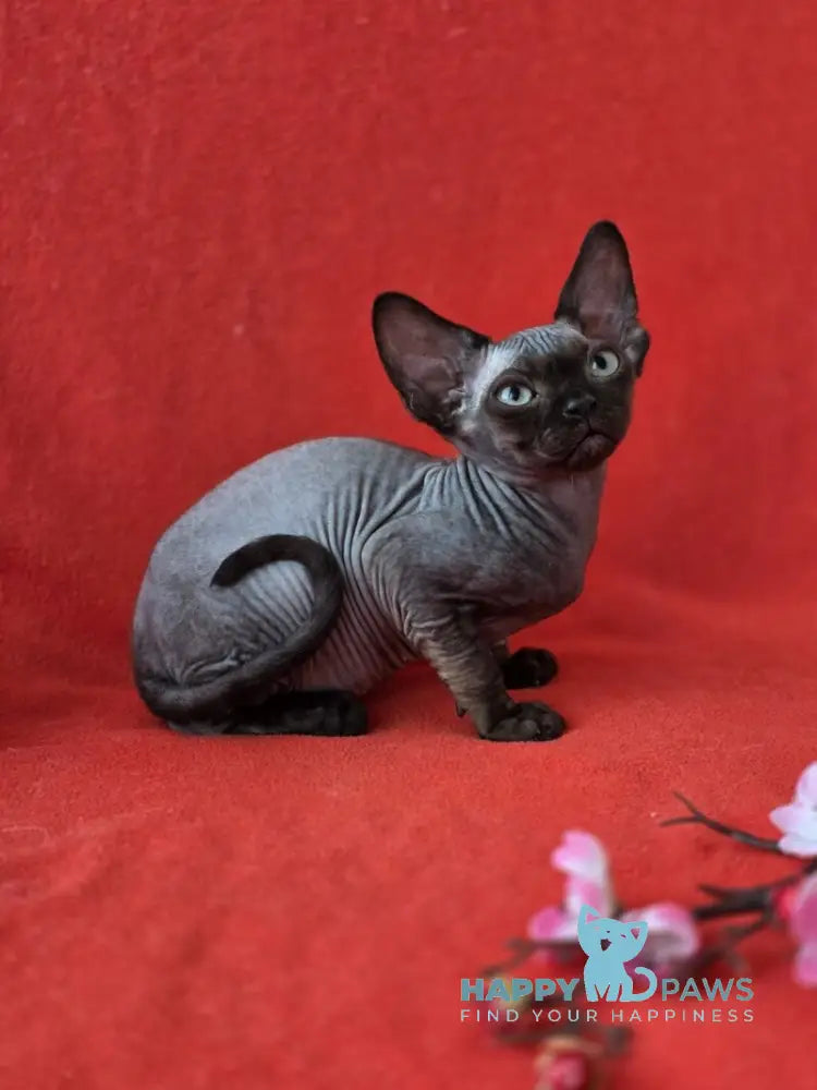 Ziggy Devon Rex male black live animals