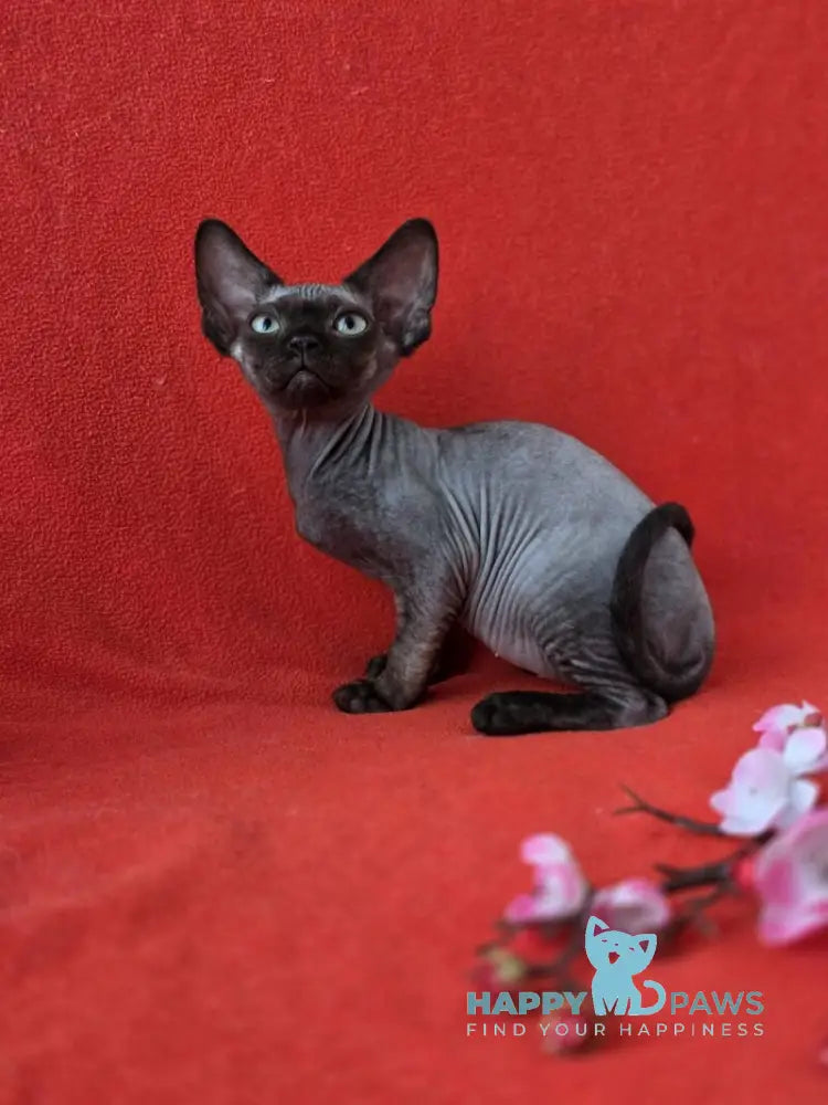 Ziggy Devon Rex male black live animals