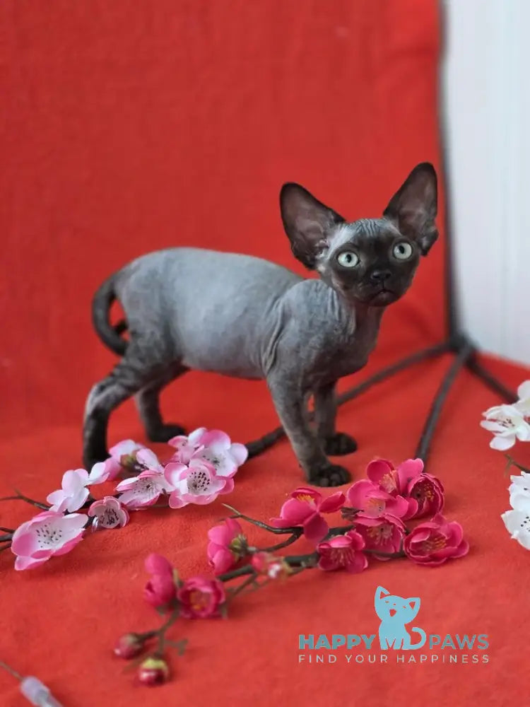 Ziggy Devon Rex male black live animals