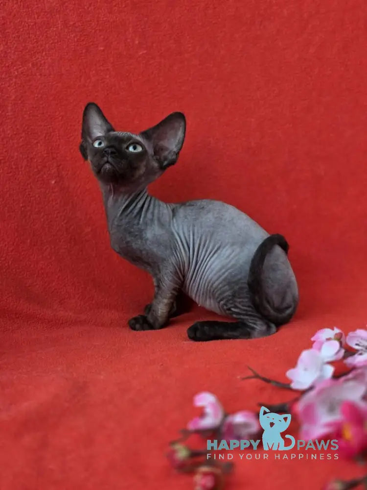 Ziggy Devon Rex male black live animals