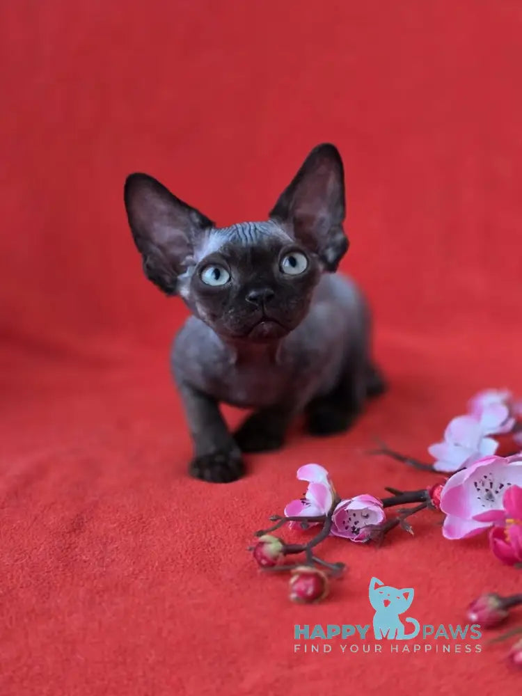 Ziggy Devon Rex male black live animals