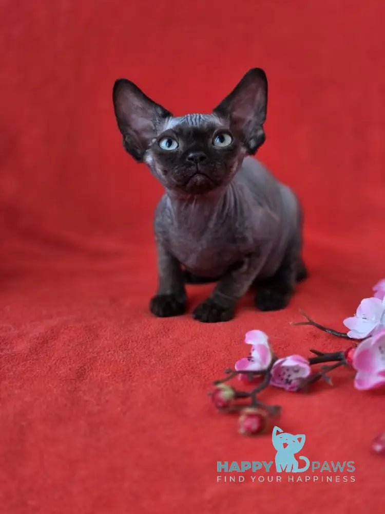 Ziggy Devon Rex male black live animals