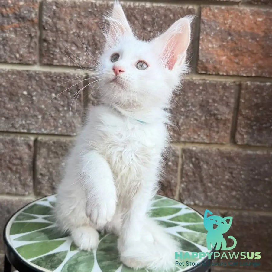 Ziggy Maine Coon male white - live animals