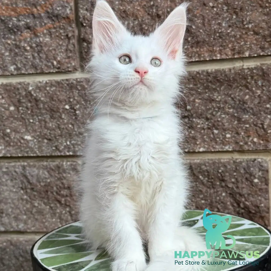 Ziggy Maine Coon male white - live animals