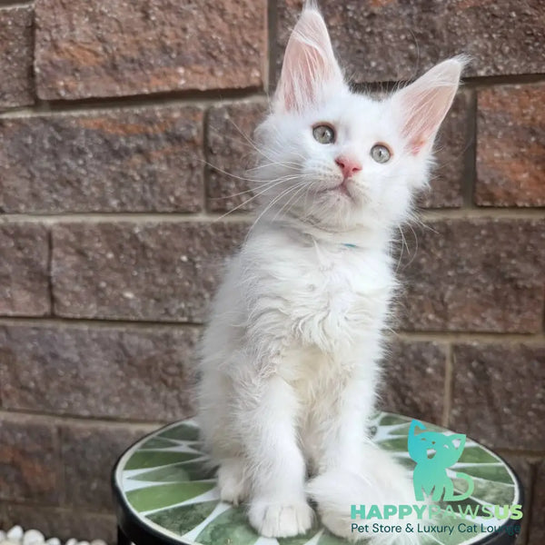 Ziggy Maine Coon male white - live animals