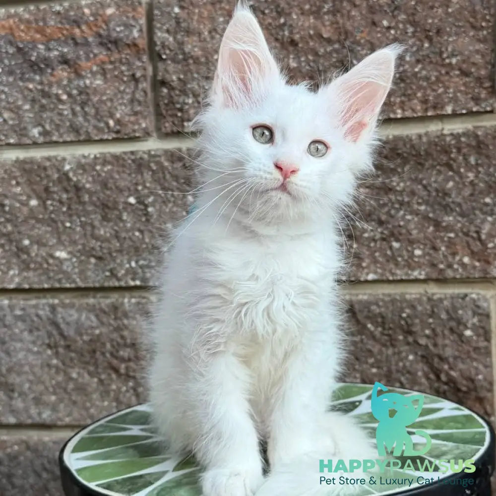 Ziggy Maine Coon male white - live animals
