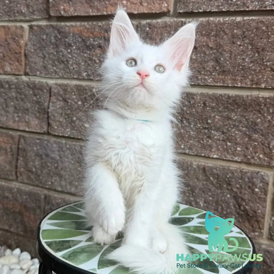 Ziggy Maine Coon male white - live animals